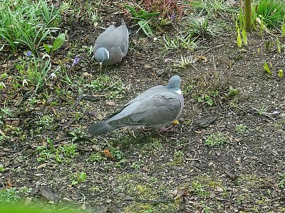 Holoubci na snídani...