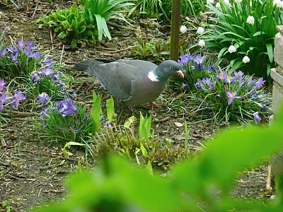 Holoubek pod krmítkem...
