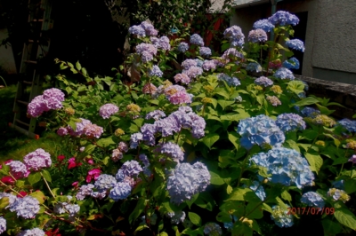 Hortensie hraje všemi barvami...