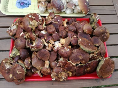 Houbařská sezona v plném proudu