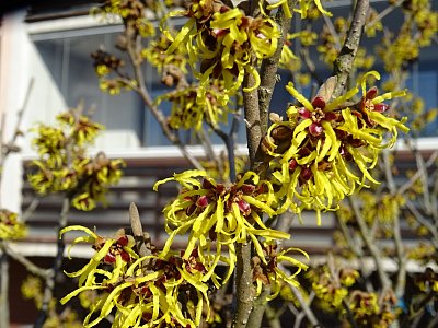 I Vilín je plný včeliček...