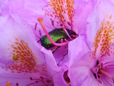 I Zlatohlávek rád mlsá...