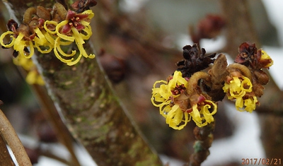 I na Vysočině se již chystá...