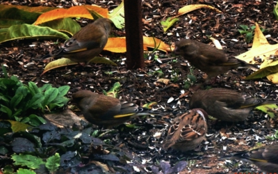 I pod krmítkem se néco najde