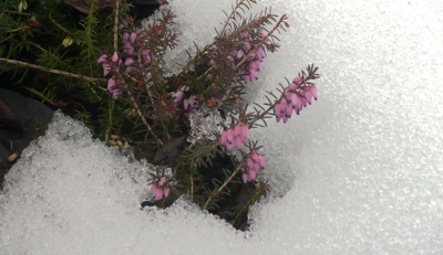 I pod sněhem kvetu .užý bude jaro