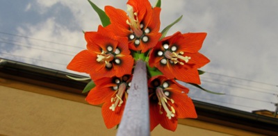 Komonka královská -poprvé mi vykvetla !