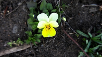 Z podhradí Košťálova