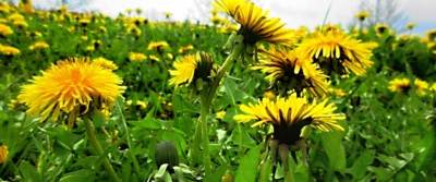 Všude žlutá sluníčka