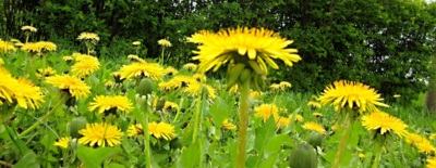 Jsme krásné i léčivé