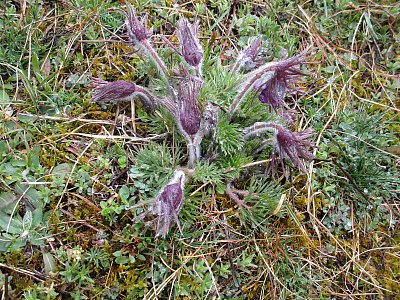 Koniklec luční český*