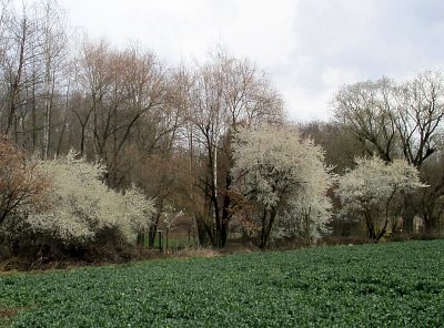 Bílá sobota & Šedivé úterý