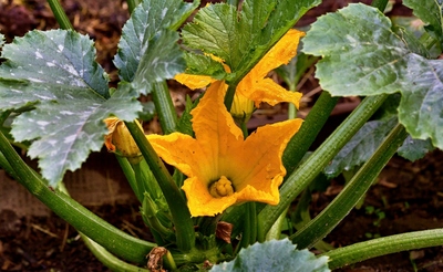 Jsem jen obyčejná cuketa