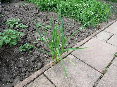 sklizeň česneku bude problematická......