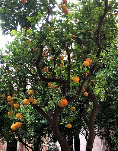 Pomerančovníky mají lidé i na svých zahradách