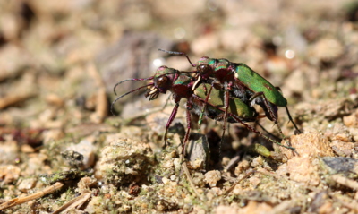 V máji ... (svižník polní)