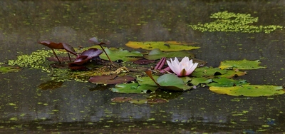 Okrasa požární nádrže