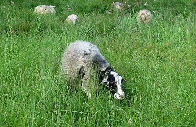 Uhádneš, co jsem? *