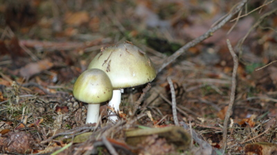 Smrtící krása - muchomůrka zelená...*