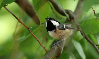 Na zobáčku...(sýkora uhelníček)*