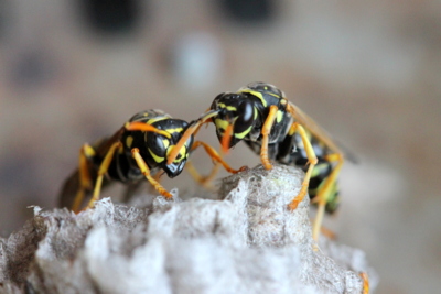 "Jak se staví sen..."