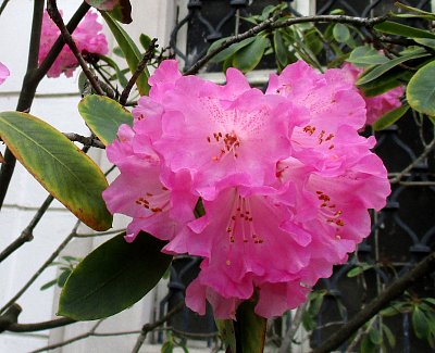 Trochu krásy na Škaredou středu*