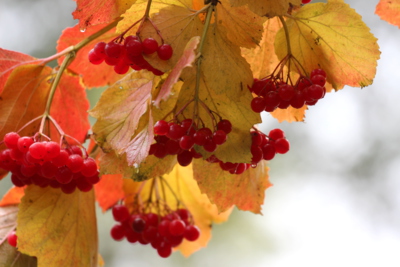 Když podzim zčervená...