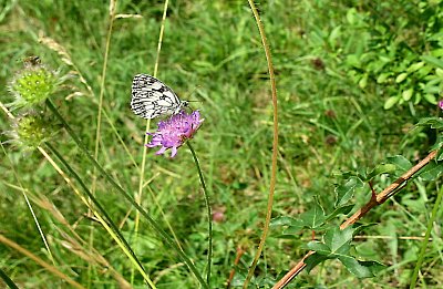 Motýlkovi chutná *