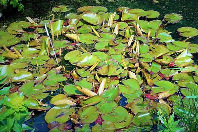 Tůňka v Botanické zahradě Na Slupi