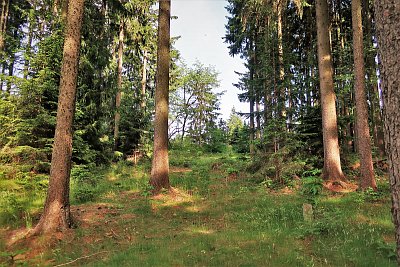 Na kraji lesa