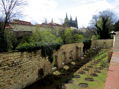 Fíkovna v Královské zahradě*