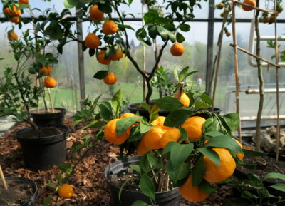 Láká k zakousnutí....