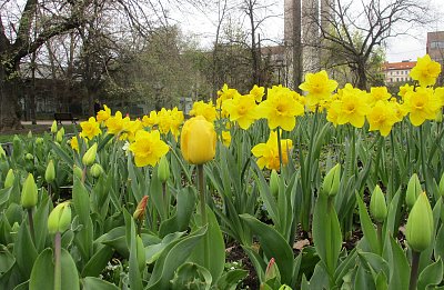 Otáčím se za sluncem ....