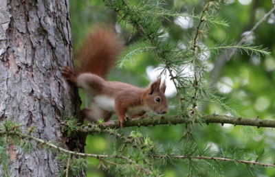 Rozcvička na modřínu...
