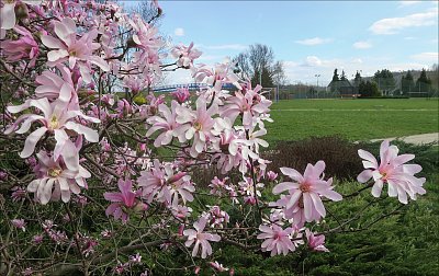 V růžových šatech