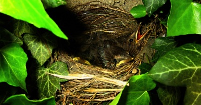 Zázrak v našem břečťanu