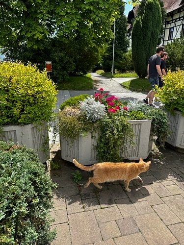 Kočka lázeňská sledujíci