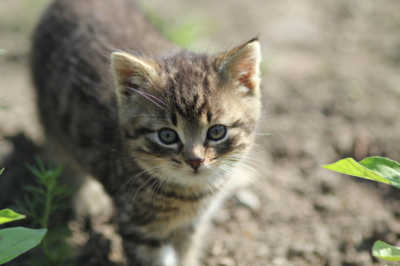 Ještě jedna kočičí...