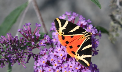 Naši motýli - přástevník kostivalový