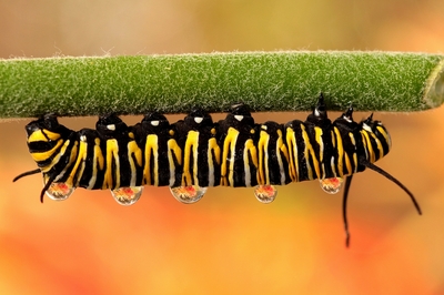 nemají mně v lásce, ale budu krásný motýlek