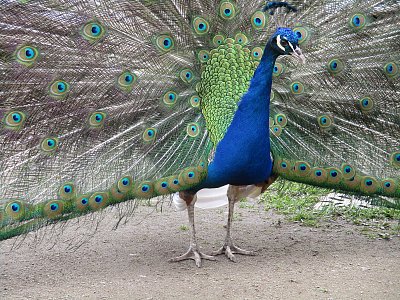 Díky za foto, íčkařko!*