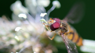 Pestřenka není vosa...*