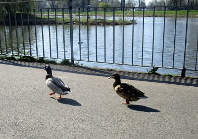 Nežeň tak v tom vedru...