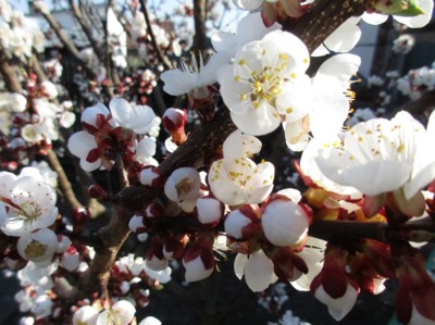 Meruňkové mlsání....