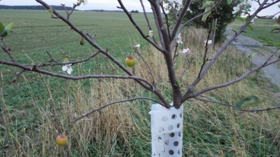 Příroda čaruje - jablka i květy současně