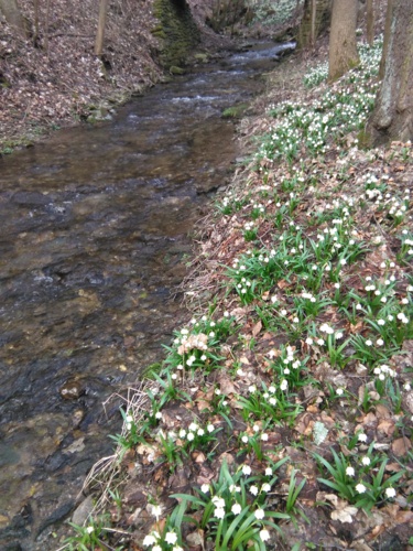 Do Krkonoš dorazilo jaro