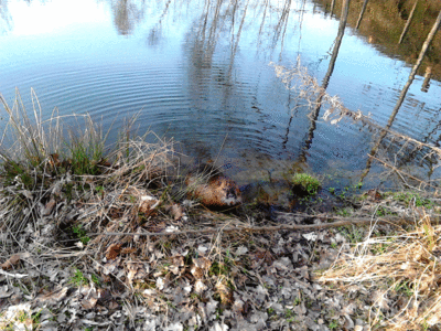 Včerejší překvapení u rybníku - ondatra jako malovaná, i Bertík ztuhnul překvapením