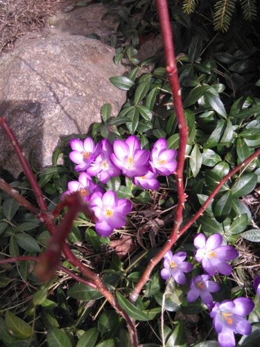 Fialová nám sluší