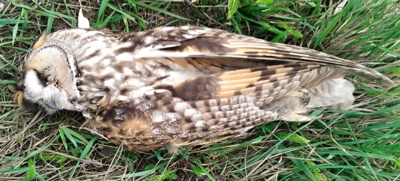 Leží tam v trávě...........