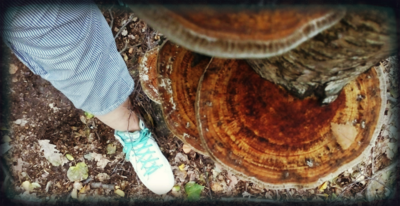 Lesní stopa podzimu