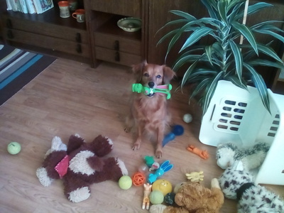 Tak už nehubuj bábinko, vždyť vidíš že uklízím.....